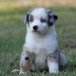 Blue Merle Female 1 - Blue merle female Australian Shepherd puppy in Northport, Alabama from Sipsey River Australian Shepherds