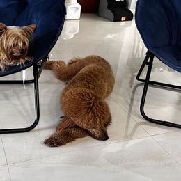 Poodles and Yorkshire Terriers from Katherine’s Yorkies and Poodles