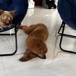 Poodles and Yorkshire Terriers from Katherine’s Yorkies and Poodles