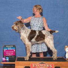 Angelina - Spinone Italiano