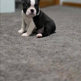 Ranger - Black brindle and white male Boston Terrier puppy in Billings, Missouri from Azaleas Euro Boxers & Boston Terriers