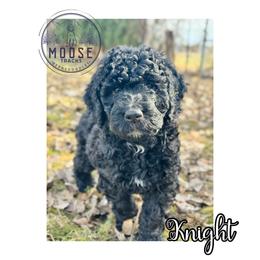 Knight - Black male Bernedoodle puppy in Belleville, Michigan from Moose Tracks Bernedoodles