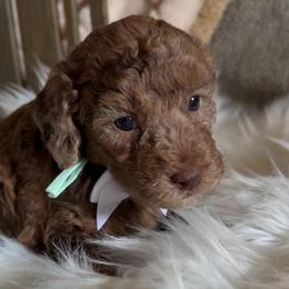 Atlas - Merle male Goldendoodle puppy in Decatur, Texas from Scherrer Sweet Goldendoodles