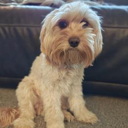 Cavapoo puppies from Timothy's Cavapoos