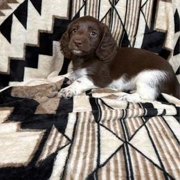 Moose - Piebald male Dachshund puppy in Aurora, Missouri from Baker Farms