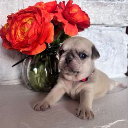 Red collar - Cream male Pug puppy in Tucson, Arizona from Furever Friends