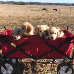 Golden Retriever puppies from Whispering Pines Precious Puppies