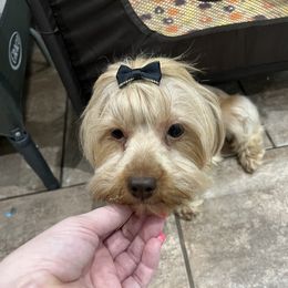 Cinn - Yorkshire Terrier