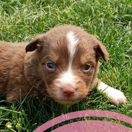 Tilly - Red tri female Miniature Australian Shepherd puppy in Kettle Falls, Washington from Ellie's Miniature Australian Shepherds