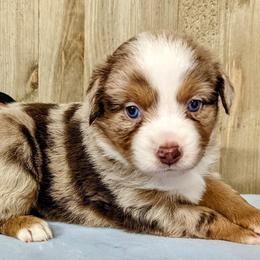 Miniature Australian Shepherds from Robin's Pups