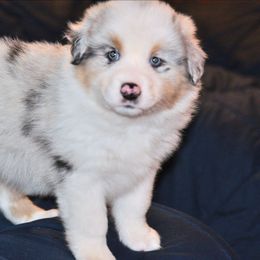 Lola - Blue merle female Australian Shepherd puppy in Courtland, Alabama from 5R Farms