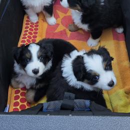 Miniature American Shepherd Puppies from All About Me Miniature American Shepherds