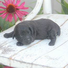 Tuck - Black male Whoodle puppy in West Bend, Iowa from Blue Skies Terriers