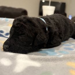 Goldendoodle and Poodle Puppies from Southern Stroll Poodles & Doodles