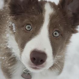 Border Collies, Labrador Retrievers, and Sporty Mixes from Memento Vivere Kennels