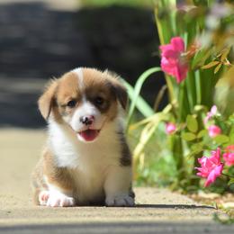Pembroke Welsh Corgi Puppies from Willow Creek Corgis