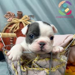 Acorn - Blue female French Bulldog puppy in Bowman, Georgia from Companion Creek Farm