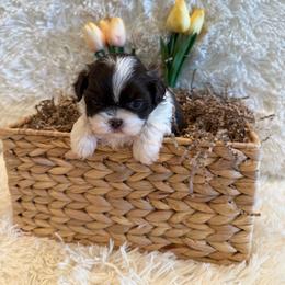 Sailor - Chocolate male Shih Tzu puppy in Success, Missouri from Sweet Success