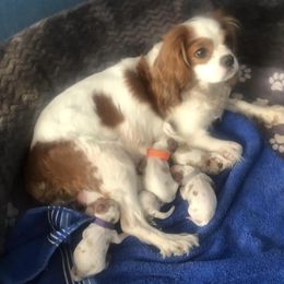 Cavalier King Charles Spaniel Puppies from Christina’s Cavaliers