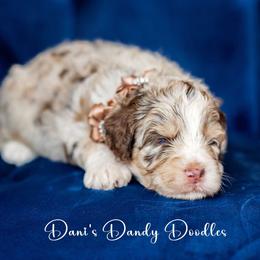 Aussiedoodle Puppies from Dani's Dandy Doodles
