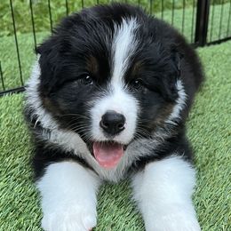 Boy - Australian Shepherd puppy in Wheaton, Illinois from Patsy Heaven