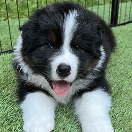 Boy - Australian Shepherd puppy in Wheaton, Illinois from Patsy Heaven