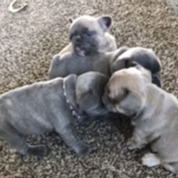 French Bulldog Puppies from Antelope Springs Frenchies