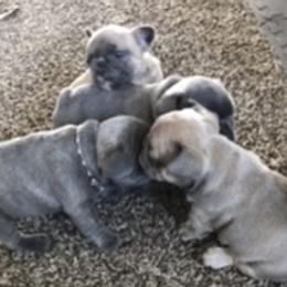 French Bulldog Puppies from Antelope Springs Frenchies
