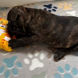 Brindle girl - Brindle female French Bulldog puppy in Livingston, Texas from Drake Home Frenchies