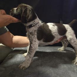 Boy 2 - Liver male German Wirehaired Pointer puppy in Madison, Missouri from Show Me Kennels