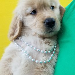 Golden Retriever Puppies from SUN-GOLDEN KENNELS