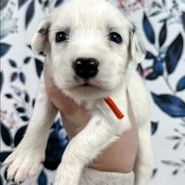 Orange - White and black male Dalmatian puppy in Gray, Georgia from Fuller Spots