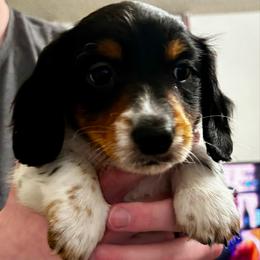 Hopper - Piebald male Dachshund puppy in Dorchester, Texas from Texas Mini Dachs