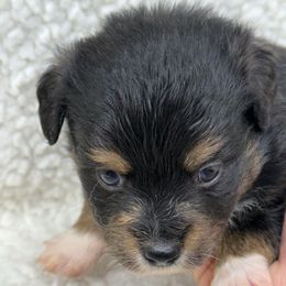 Tiny Tim - Black tri male Toy Australian Shepherd puppy in Arrington, Tennessee from Tumblin T Aussies and Aussiedoodles