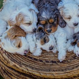 Goldendoodle puppies from Angel Pups Deluxe
