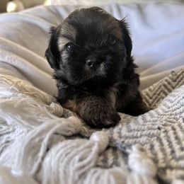 Shih Tzu Puppies from Ivy Ozz Pups