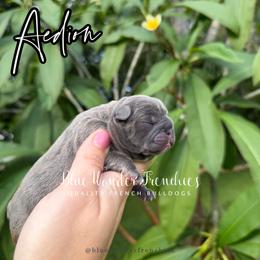 Aedion Ashryver - Blue male French Bulldog puppy in Loxahatchee, Florida from Blue Wonder Frenchies