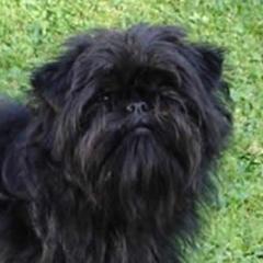 Lilu - Affenpinscher