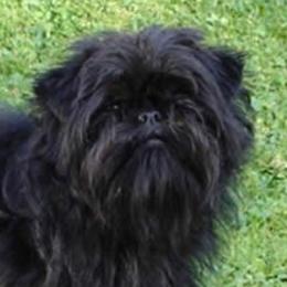 Lilu - Affenpinscher