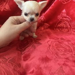 Chanel - Cream female Chihuahua puppy in Allentown, Pennsylvania from Tsunami Cockers & Chihuahuas
