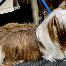 Palmer - Yorkshire Terrier