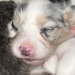 American Corgis and Pembroke Welsh Corgis from High Cotton Corgis