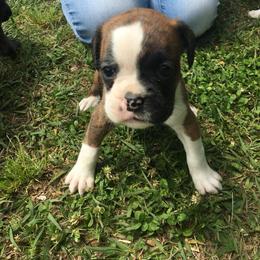 Boxer Puppies from Boone’s Boxers of North Carolina