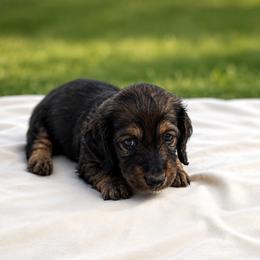 Black collar male - Red male Dachshund puppy in Pleasant Plains, Arkansas from JGBs Dachshunds