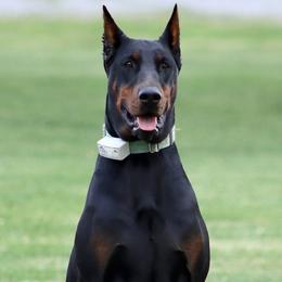 Sam - Doberman Pinscher
