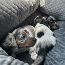 Dachshund Puppies from Mini Dachshunds