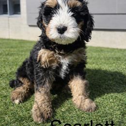 Scarlett - Tri-color female Bernedoodle puppy in Sandy, Oregon from MC Doodles