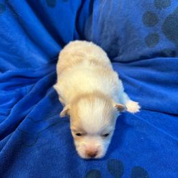 Sassy's boy 2 - Cream parti male Pomeranian puppy in Decatur, Iowa from Lisa Greenhalgh