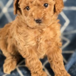 Cinnamon - Champagne female Maltipoo puppy in Granada Hills, California from Sheryls Puppies
