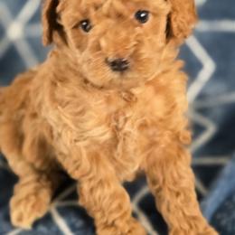 Cinnamon - Champagne female Maltipoo puppy in Granada Hills, California from Sheryls Puppies